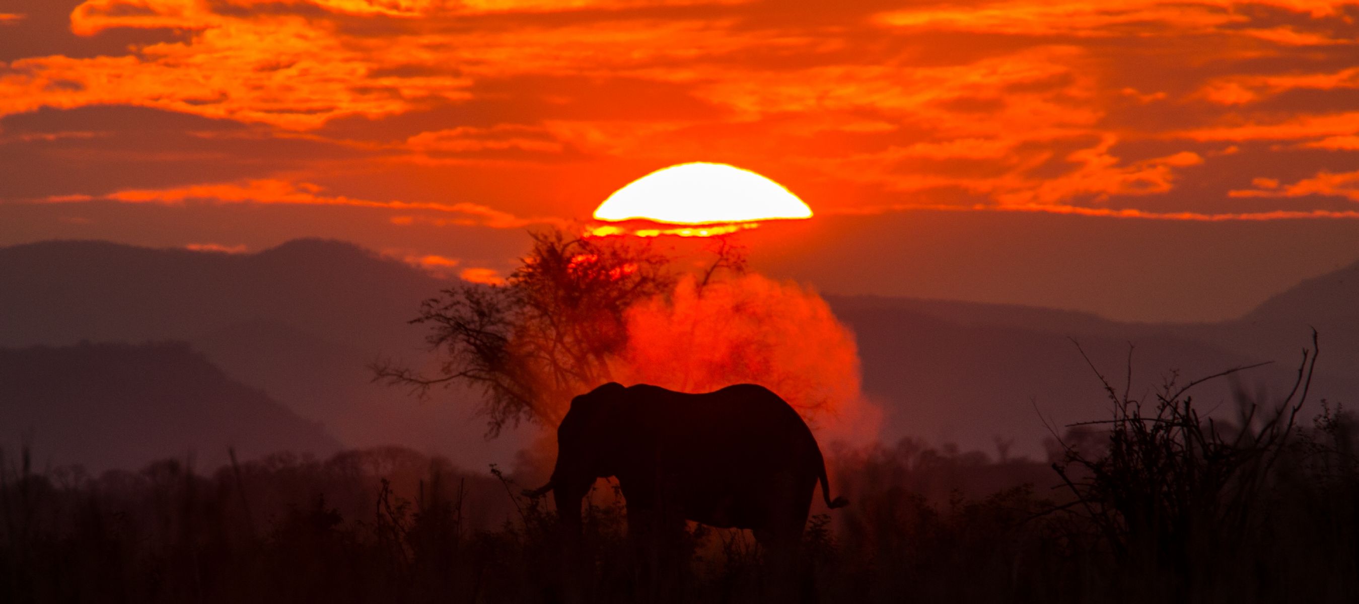 AFRICA, AMORE MIO